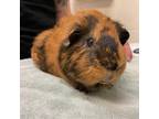 Adopt Andre the Giant a Guinea Pig