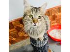 Adopt Valentino - Afghanistan a Domestic Long Hair