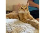 Adopt Griddy - Afghanistan a Domestic Short Hair