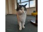 Adopt Tippy - Afghanistan a Domestic Short Hair