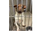 Adopt 2405-0256 Delano (available 6/3) a Jack Russell Terrier