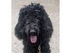 Adopt Licorice a Standard Poodle