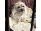 Adopt Birdy a Terrier, Mixed Breed