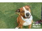 Adopt Biggs a Pit Bull Terrier, Mixed Breed