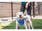 Adopt Quest a Pit Bull Terrier, Mixed Breed