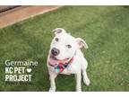 Adopt Germaine a Pit Bull Terrier, Mixed Breed