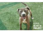 Adopt Slade a Pit Bull Terrier, Mixed Breed
