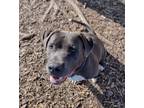 Adopt Togo a Pit Bull Terrier, Mixed Breed