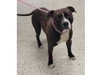 Adopt Boone a Pit Bull Terrier, Mixed Breed