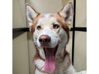 Adopt Clyde (C000-283) - City of Industry Location a Husky