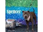 Adopt Spencer a Mixed Breed
