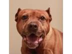 Adopt Cole Slaw a Pit Bull Terrier