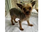 Adopt Humphrey a Yorkshire Terrier, Mixed Breed