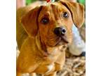 Adopt Ridge a Boxer, Terrier