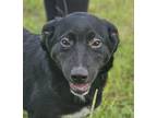 Adopt Hemlock a Labrador Retriever, Terrier