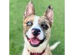 Adopt Barry a Catahoula Leopard Dog, Terrier