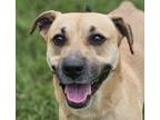 Adopt Morty a Mountain Cur