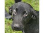 Adopt Sycamore a Labrador Retriever, Terrier