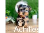 Yorkshire Terrier Puppy for sale in Goldsboro, NC, USA