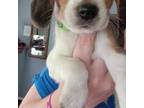 Beagle Puppy for sale in Knox, IN, USA