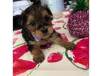 Yorkshire Terrier Puppy for sale in Stanfield, NC, USA