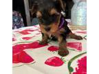 Yorkshire Terrier Puppy for sale in Stanfield, NC, USA