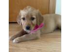 Golden Retriever Puppy for sale in Shepherd, MI, USA