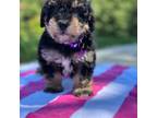 Mutt Puppy for sale in Butler, OH, USA