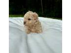 Maltipoo Puppy for sale in Osage Beach, MO, USA