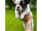 French Bulldog Puppy for sale in Eau Claire, WI, USA