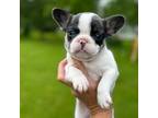 French Bulldog Puppy for sale in Eau Claire, WI, USA