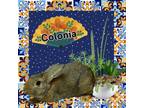 Adopt Colonia a Bunny Rabbit