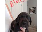 Great Dane Puppy for sale in College Station, TX, USA