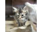 Adopt Kitten3 a Maine Coon