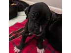 Great Dane Puppy for sale in College Station, TX, USA