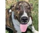 Adopt Evan 24-05-139 a Pit Bull Terrier, Hound