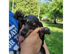Doberman Pinscher Puppy for sale in Shelby, NC, USA
