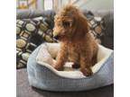 Goldendoodle Puppy for sale in Hoffman Estates, IL, USA