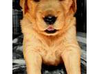 Golden Retriever Puppy for sale in Gates, NC, USA