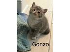 Adopt Gonzo a Domestic Medium Hair, Domestic Short Hair