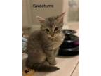 Adopt Sweetums a Domestic Short Hair