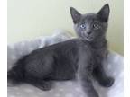 Adopt Gobstopper a Domestic Short Hair