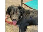 Adopt Handsome a Border Collie, Mixed Breed