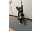 Adopt Bolt a German Shepherd Dog
