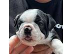 Boston Terrier Puppy for sale in Mcdonough, GA, USA