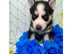 Siberian Husky Puppy for sale in Fall River, MA, USA