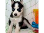 Siberian Husky Puppy for sale in Fall River, MA, USA