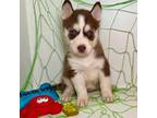 Siberian Husky Puppy for sale in Tiverton, RI, USA