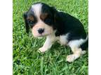 Cavalier King Charles Spaniel Puppy for sale in Abbeville, SC, USA