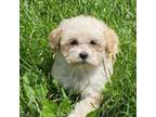 Maltipoo Puppy for sale in Perry, MI, USA